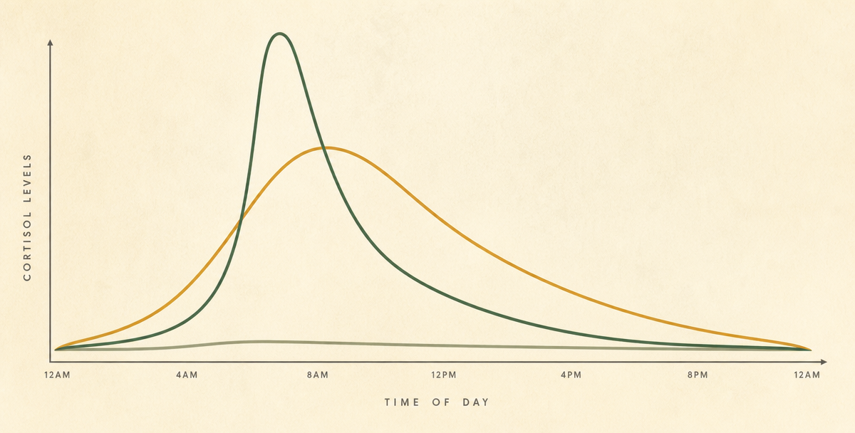 Cortisol curve comparison showing healthy peak, collapsed low curve, and stress spike across 24 hours